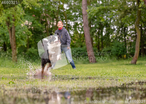 Image of Dog run on watery meadow