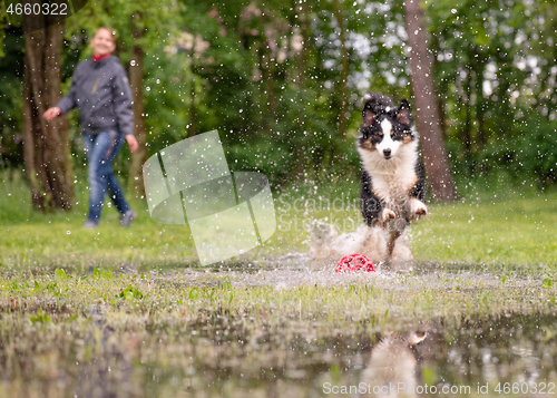 Image of Dog run on watery meadow