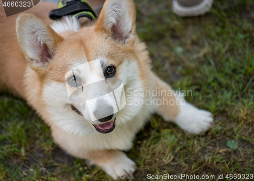 Image of Dog Welsh Corgi at park