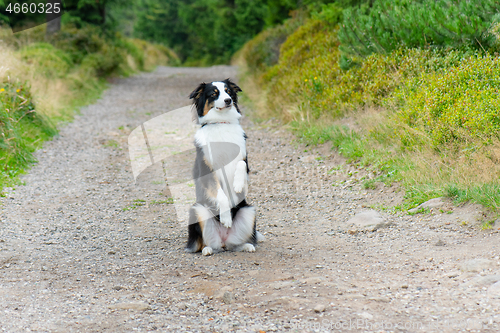 Image of Australian Shepherd dog