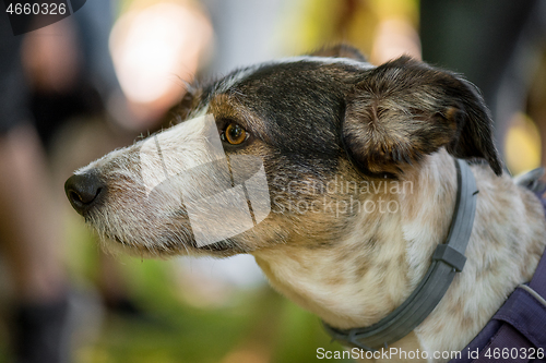 Image of Portrait of dog at park