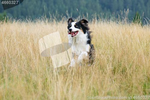 Image of Australian Shepherd dog