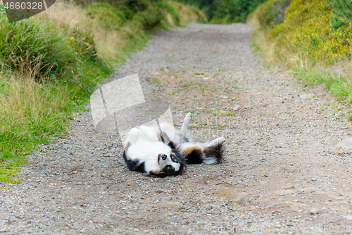 Image of Australian Shepherd dog