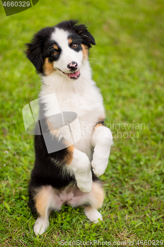 Image of Australian shepherd puppy