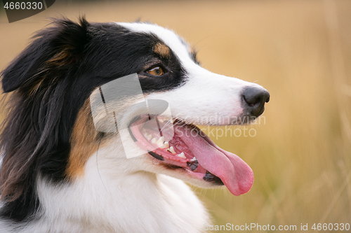 Image of Australian Shepherd dog