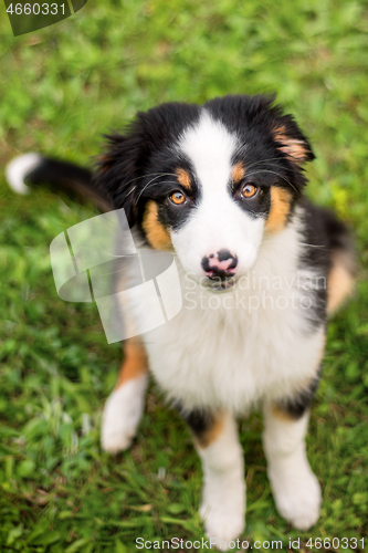 Image of Australian shepherd puppy