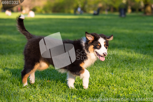 Image of Australian shepherd puppy