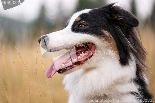 Image of Australian Shepherd dog