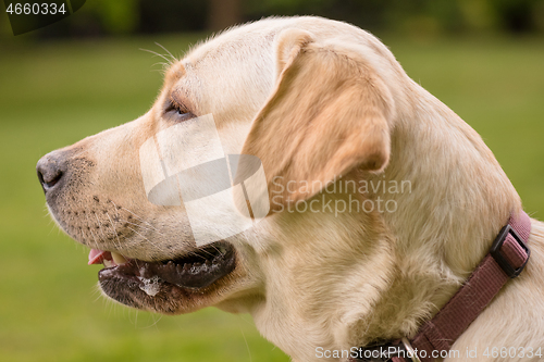 Image of Dog Labrador Retriever at park