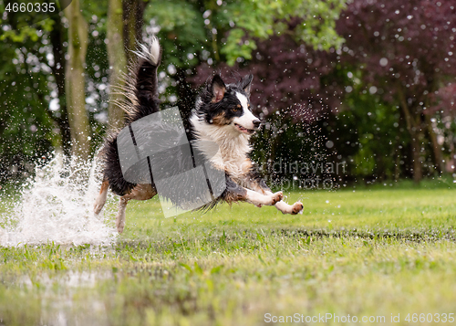 Image of Dog run on watery meadow