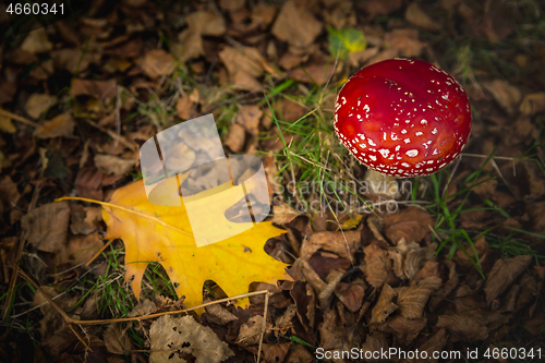 Image of Amanita mushroom