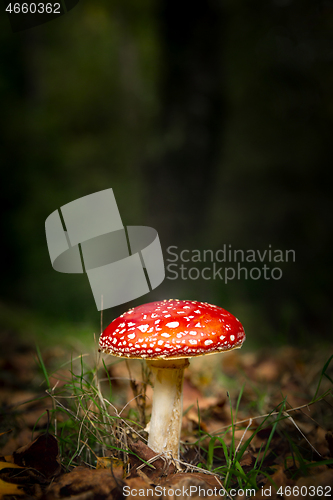 Image of Amanita mushroom