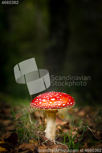 Image of Amanita mushroom