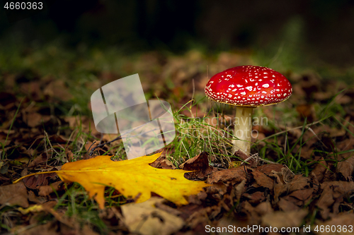 Image of Amanita mushroom