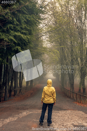 Image of Walking on a foggy road