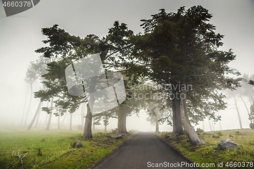 Image of Road on a foggy morning 