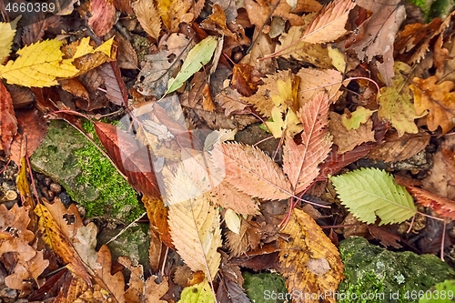Image of Fallen autumn leaves