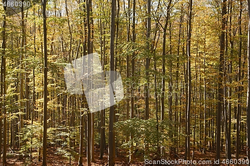 Image of Autumn colors in a forest