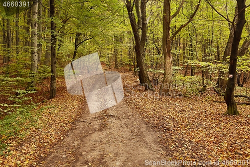 Image of Autumn forest path