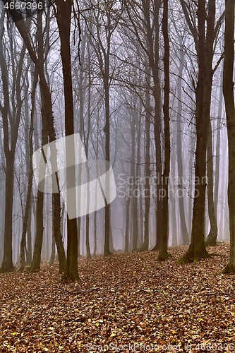 Image of Autumn Forest Fog