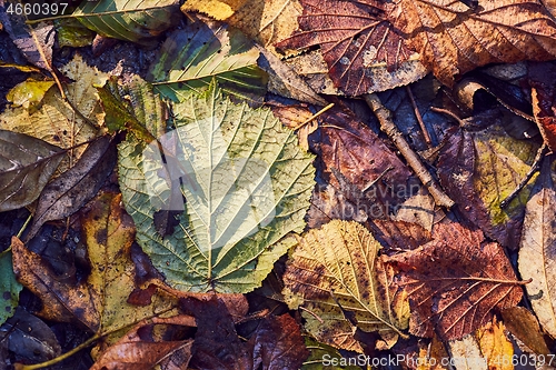 Image of Fallen autumn leaves
