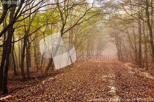 Image of Forest path in mist