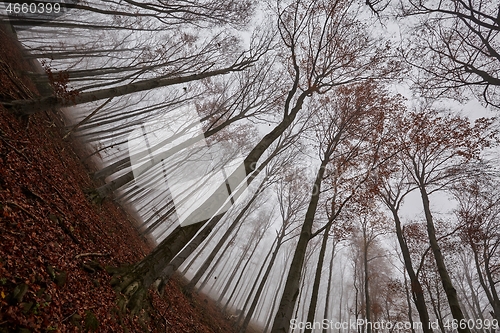 Image of Autumn Forest Fog