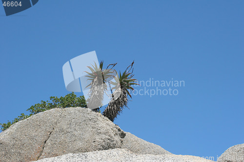 Image of Palmtrees