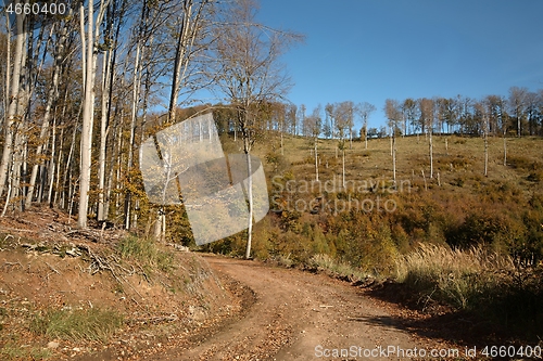 Image of Autumn forest path