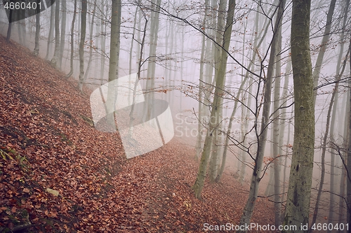 Image of Autumn Forest Fog