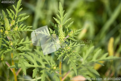 Image of Ragweed closeup, common allergy plant