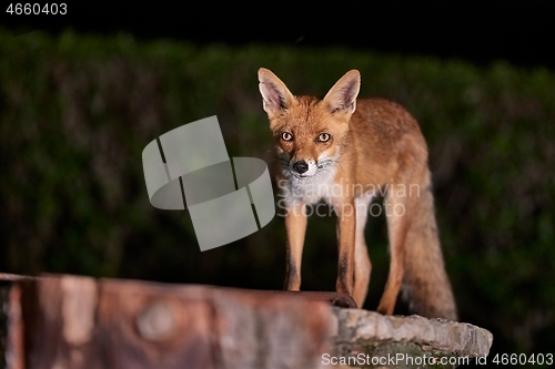 Image of Fox at night in the countryside