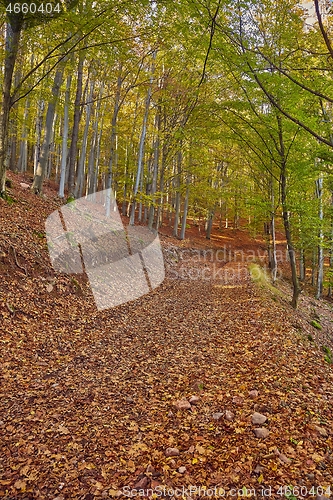 Image of Autumn forest path