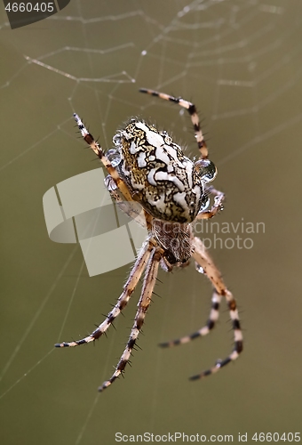 Image of Spider in a web