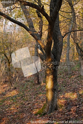 Image of Tree Trunk in autumn