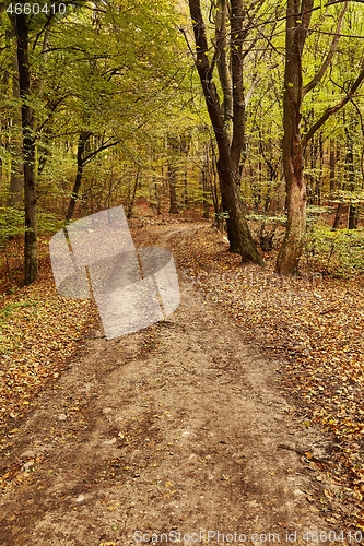 Image of Autumn forest path