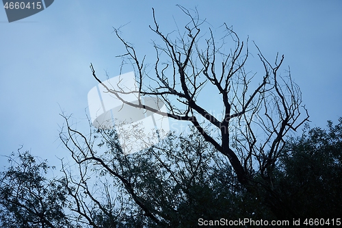 Image of Bare tree branches