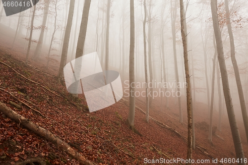 Image of Autumn Forest Fog