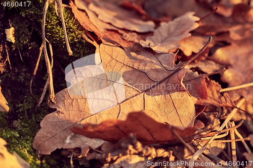 Image of Fallen autumn leaves