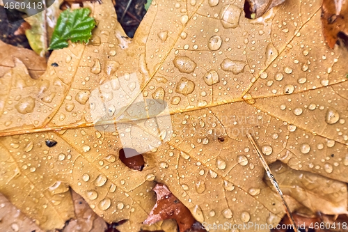 Image of Autumn leaf on ground with raindrops