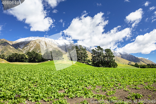 Image of Mountain Alps scenery in south New Zealand