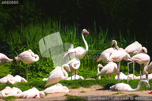 Image of group of flamingos birds