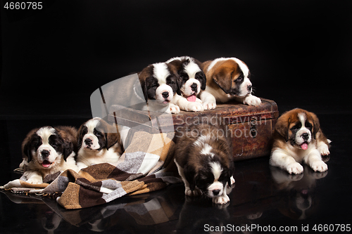 Image of St. Bernard Puppies