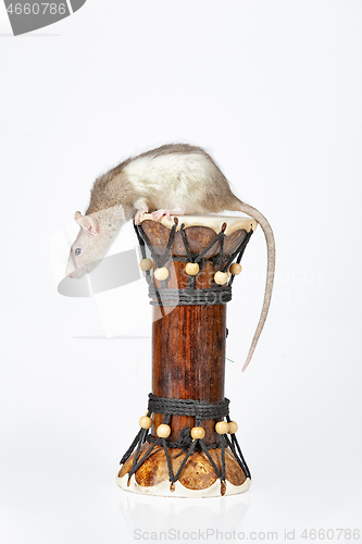 Image of Rat And Drum