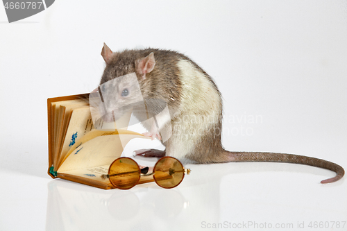 Image of Reading Rat