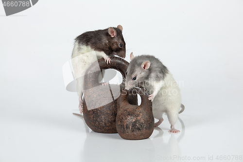 Image of Rats And Weights