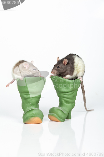 Image of Rats And Boots