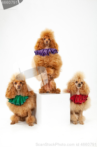 Image of Three Poodles