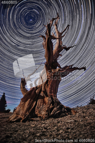 Image of Bristlecone Pine Tree in the Forest