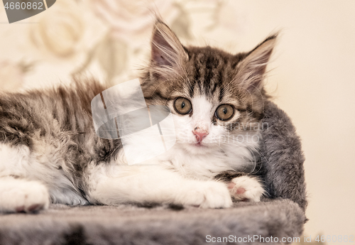 Image of kitten lying on bed portrait